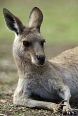Portrait of Eastern Grey Kangaroo NSW Australia