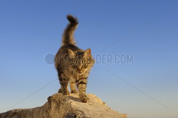 Domestic Cat on a wall Cyclades islands Greece
