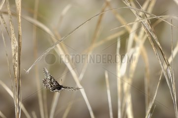 Southern Festoon in the dry grass in the spring France