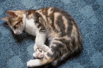 8 -Wochen -Kätzchen auf dem Teppich liegen