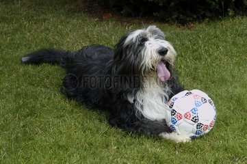 Bärtiger schottischer Hirtenhund spielt Ballon