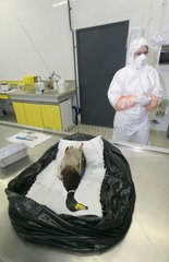 Autopsy of a corpse of mallard duck Moselle France