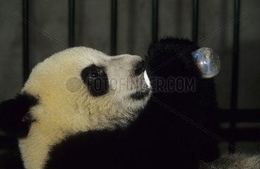 eune Panda géant né en captivité buvant au biberon