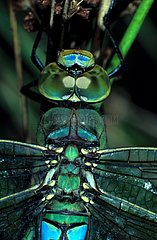 Head and thorax of male Emperor dragonfly sight of top
