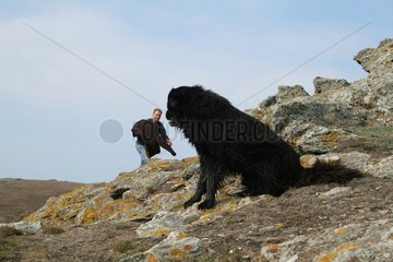 Dog with its master on Groix island France