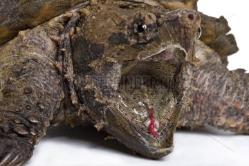 Portrait of an agressive Alligator snapping turtle