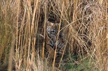 Bengalen Tiger versteckt in Indien Kräutern