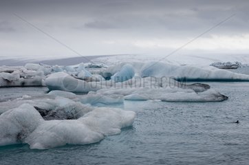 Icebergs floating in Jokulsarlon glacial lagoon Iceland