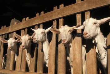 Chèvres de Saanen dans la chèvrerie France