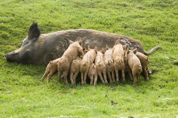 Iron Age piglets sucking at their mother Cotswold Farm