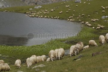 Basquo-Bearn-Schafe im Sommer Lake Paradis Pyrénées