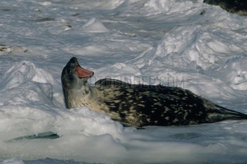 Weddell Seal Yawning Terre Adélie Antarktis