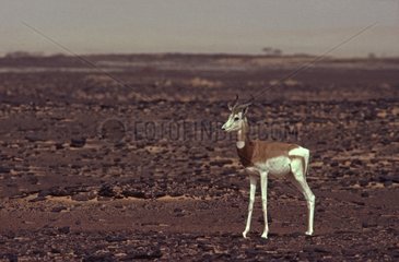 Great male of Dama Gazelle in the Sahara Tenere Niger