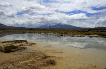 Bofedal de Parinacota Pomerape and Parinacota volcano Chili