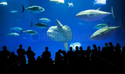 Visitors to the basin giant aquarium in Monterey