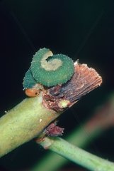 Larva of Arge on a stem of Rose tree