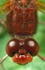 Large plan of head and thorax of a Red darter