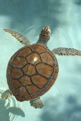 Junges Grün sehen Schildkröte in Yucatan Mexiko schwimmen