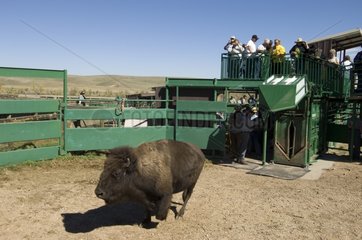 Branding Bisons at Roundup Custer State Park Black Hills USA