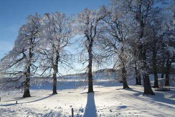 Tree lane on the snow-covered plateau of Mézenc Haute-Loire