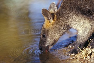Portrait of Swamp Wallaby drinking Australia