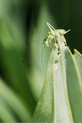 Orthoptera auf einem gegessenen Blatt