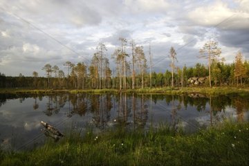 Reflexion der Bäume in einem See im Wald Finnland