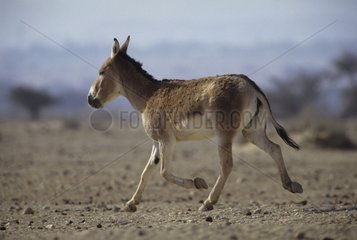 Young Asian wild ass running in the Neguev desert Israel