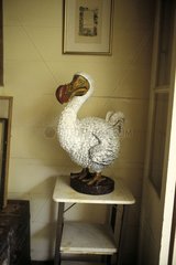 Statue of Dodo in a house Mauritius