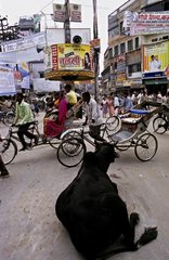 Heilige Kuh in einer StraÃŸe von Varanasi India liegen