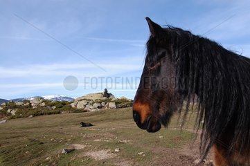 Porträt eines Pferdes nach Cortal Grabas  Mosset