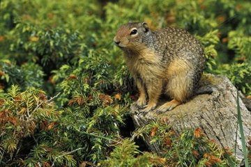 Columbia Ground Squirrel sitting on stump Canada