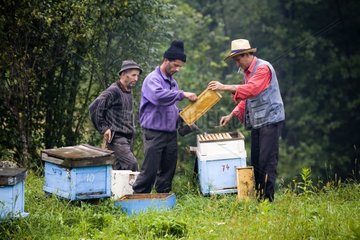 Beekeepers collecting honey Carpates Romania