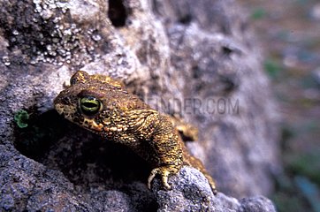 Natterjack toad on a rock