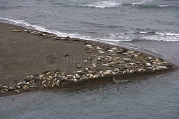 Colony Harbor Seals California USA