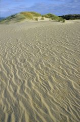 Dune de sable qui protège la Lagune de Coorong Australie