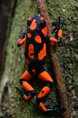 Dendrobate in the forest of Choco Colombia