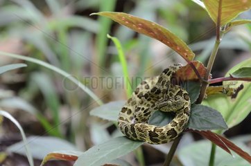 Serpent on the lookout on the foliage Colombia
