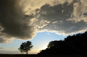 Cloud formation and isolated trees