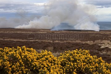 Peatfire Scotland UK