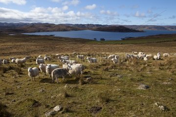 Sheep on the moor Scotland UK