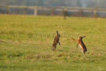 Bouquinage of hares in Europe in a field Normandy France