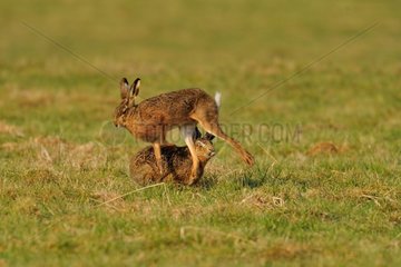 Bouquinage of hares in Europe in a field Normandy France