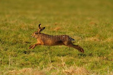 European hare in a field during bouquinage France