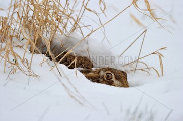 European hare in the snow Normandy France