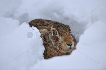 European hare in the snow Normandy France