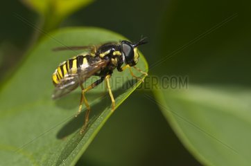Hoverfly on a leaf Mols Bjerge Denmark