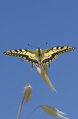 Swallowtail in flight Samos Greece