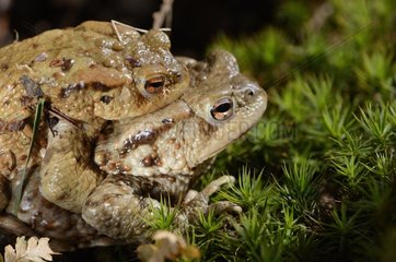 Common Toads mating near a lake France