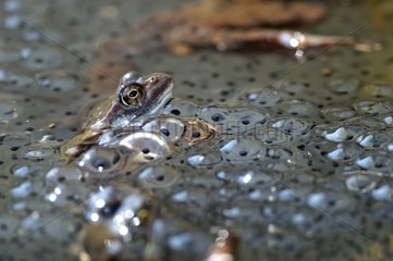 Female European Common Frog with eggs in Vosges